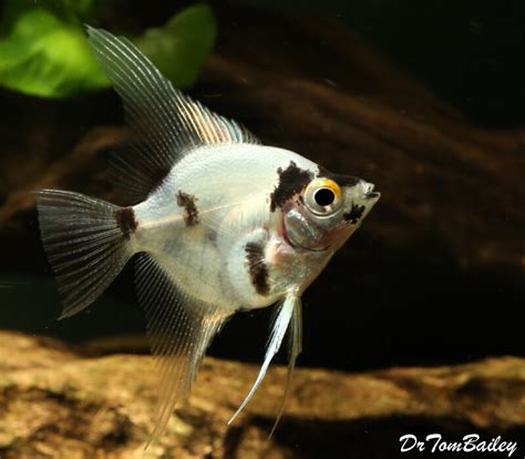 angel glofish|panda angelfish for sale.